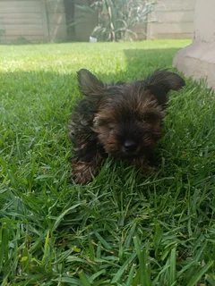 Beautifull Yorkie Boy!