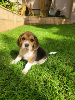 Beautiful purebred Tri-Colour Beagle puppies for sale