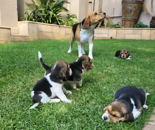 Beautiful purebred Tri-Colour Beagle puppies for sale