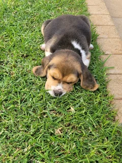 Beautiful purebred Tri-Colour Beagle puppies for sale