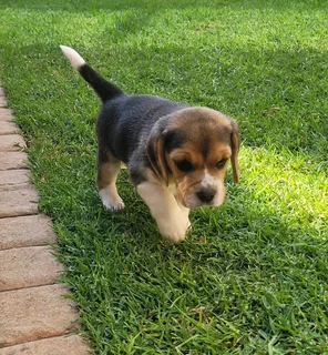 Beautiful purebred Tri-Colour Beagle puppies for sale