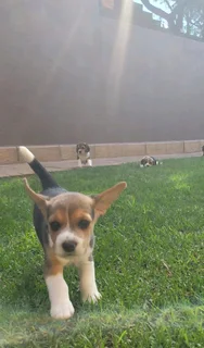 Beautiful purebred Tri-Colour Beagle puppies for sale