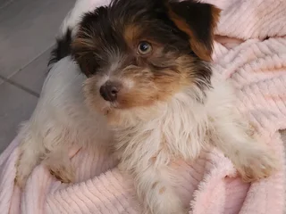 Female Yorkie Puppy