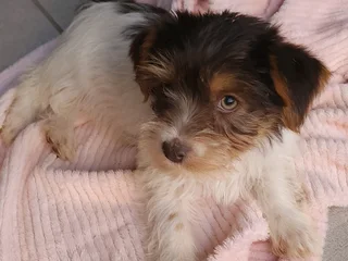 Female Yorkie Puppy