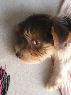 Female Yorkie Puppy