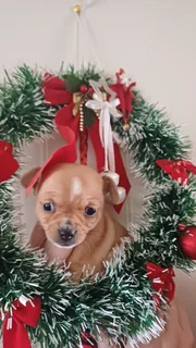 Pup - Ad posted by Leon Van Der Merwe