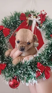 Pup - Ad posted by Leon Van Der Merwe