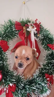 Pup - Ad posted by Leon Van Der Merwe