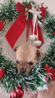 Pup - Ad posted by Leon Van Der Merwe