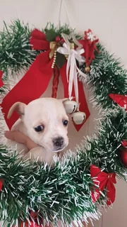 Pup - Ad posted by Leon Van Der Merwe