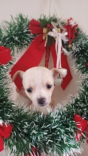 Pup - Ad posted by Leon Van Der Merwe