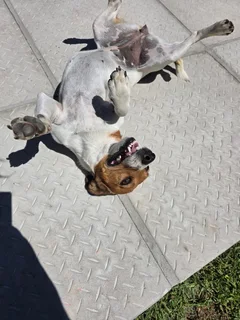 Jack Russell adoption