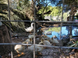 Pekin Ducklings for sale in Penhill estate