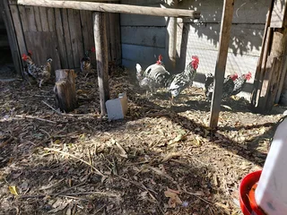 Boschvelder hens for sale in Penhill estate