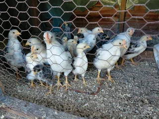 Boschvelder chicks for sale Penhill estate