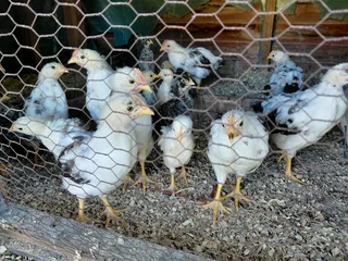 Boschvelder chicks for sale Penhill estate