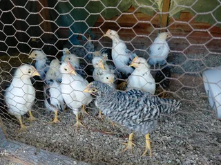 Boschvelder chicks for sale Penhill estate