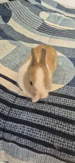 Netherlands dwarf rabbit male