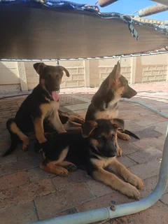 German Shephard puppies for sale