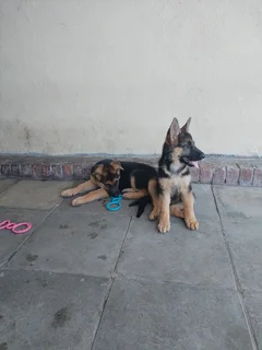 German Shepherd Puppies