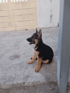 German Shepherd Puppies