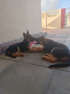 German Shepherd Puppies