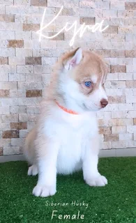 Husky puppies for sale
