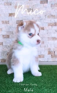 Purebred Siberian Husky puppies for Sale