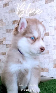 Purebred Siberian Husky puppies for Sale