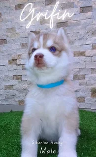 Purebred Siberian Husky puppies for Sale