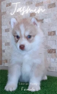 Purebred Siberian Husky puppies for Sale