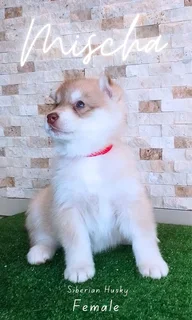 Purebred Siberian Husky puppies for Sale