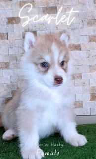 Purebred Siberian Husky puppies for Sale