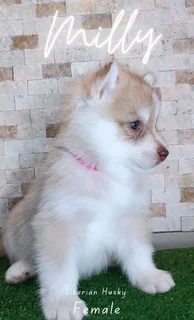 Purebred Siberian Husky puppies for Sale