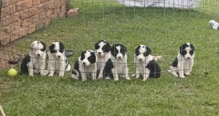 Border Collie puppies
