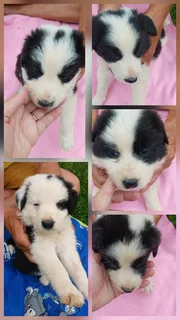 Border Collie puppies available
