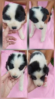 Border Collie puppies