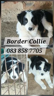 Border Collie puppies