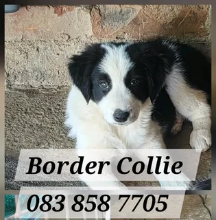 Border Collie