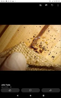 Pest control service in around Durban.