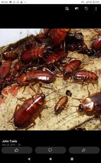 Affordable pest control in around Durban.