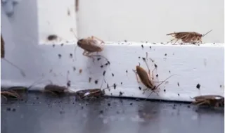 Affordable pest control in around Durban.