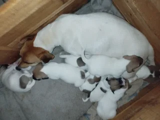 Jack russel puppies