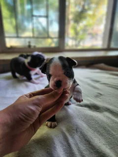Mooiste Boston Terrier babas!