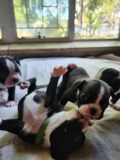 Mooiste Boston Terrier babas!