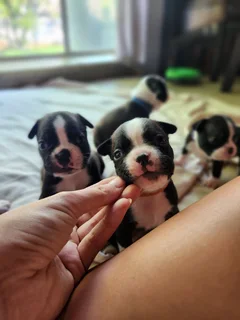 Mooiste Boston Terrier babas!