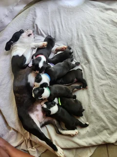 Mooiste Boston Terrier babas!