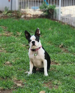 Mooiste Boston Terrier babas!