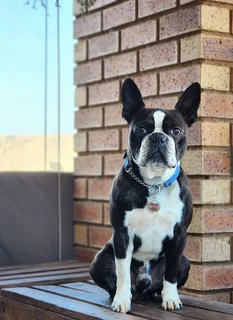 Mooiste Boston Terrier babas!