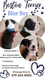 Mooiste Boston Terrier babas!
